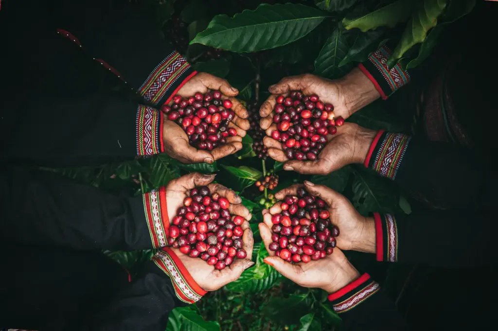 A top-down, bird's-eye view captures four pairs of weathered hands cupping small mounds of freshly harvested, vibrant red coffee cherries. The hands come together in a central circle over a background of rich, dark green coffee plant leaves. Each individual wears a black, long-sleeved garment featuring striking traditional embroidered cuffs detailed with red, white, and green geometric patterns, beautifully highlighting the connection between culture and the harvest.